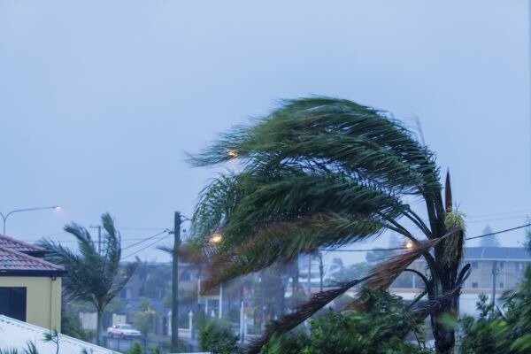 Palm tree in cyclonic wind